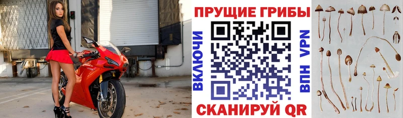 omg как войти даркнет сайт Макушино Псилоцибиновые грибы Cubensis